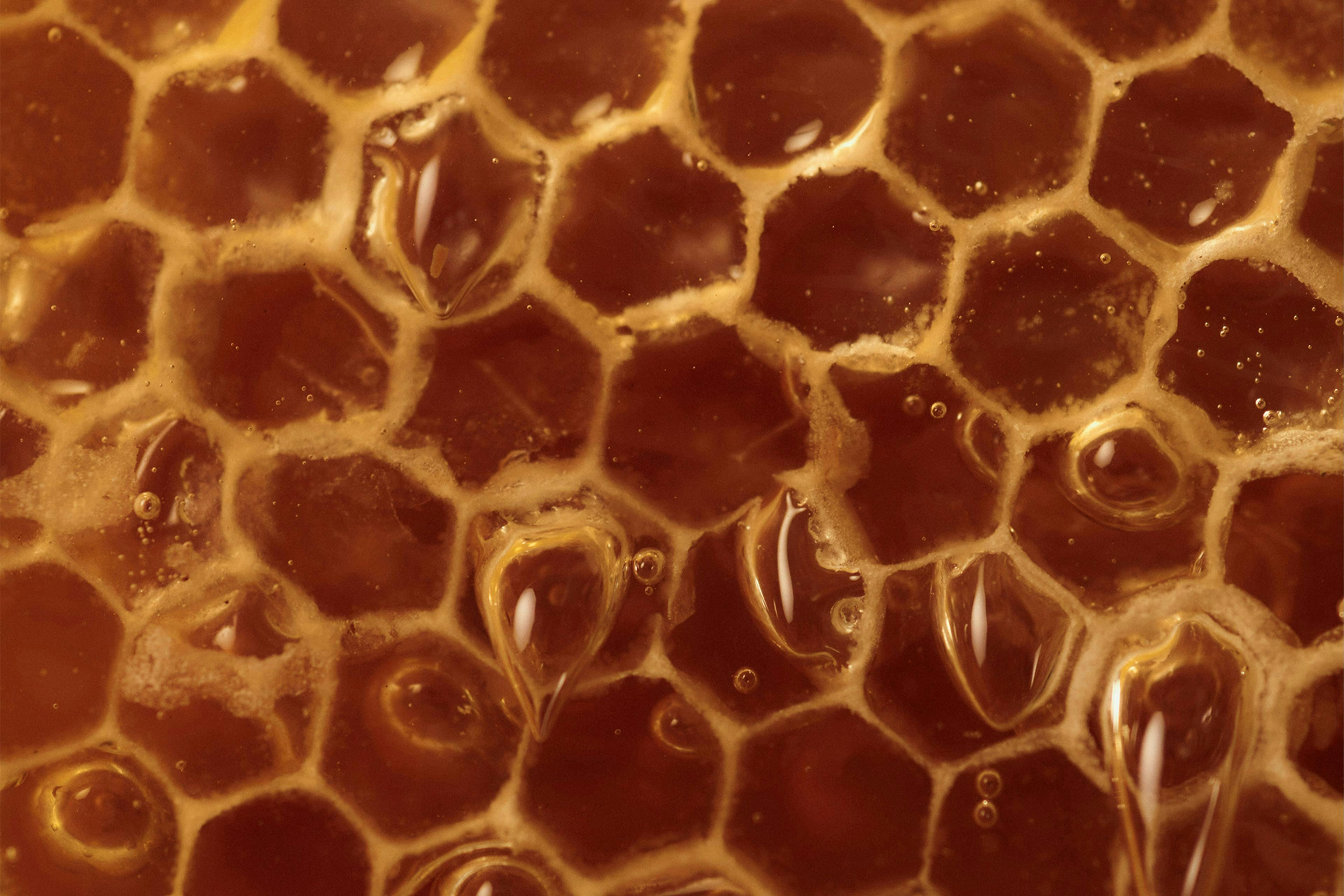 mycro adaptogenic mushroom honey superfoods